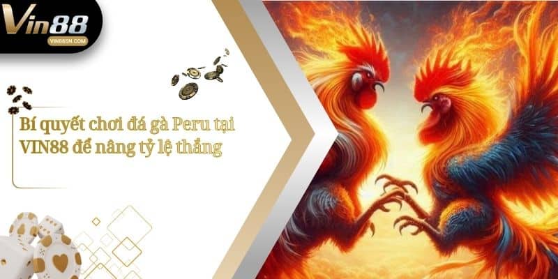 Bí quyết chơi đá gà Peru tại VIN88 để nâng tỷ lệ thắng