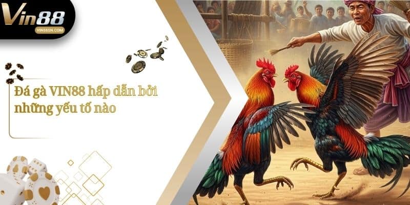 Đá gà VIN88 hấp dẫn bởi những yếu tố nào