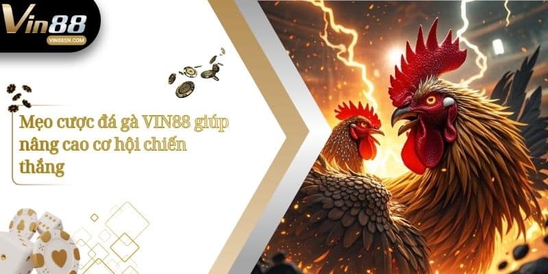 Mẹo cược đá gà VIN88 giúp nâng cao cơ hội chiến thắng